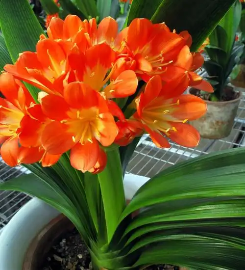 君子兰催花有技巧,换盆会遇到什么问题,夹箭怎么处理?