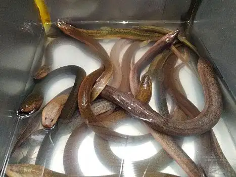 鳝鱼图片