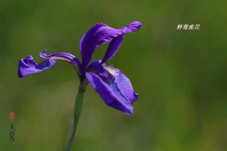 [生态摄影] 野鸢尾花