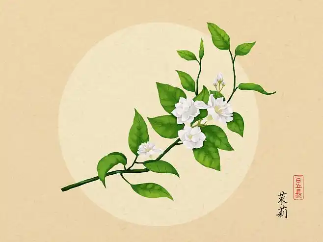 茉莉插画