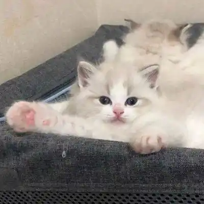 可爱的微信头像萌萌哒猫星人宠物精选图集