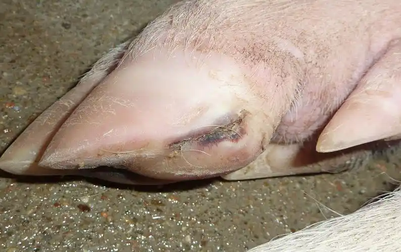 母猪裂蹄病的发病原因症状及预防治疗最有效措施