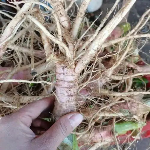 猪母菜怎么做才好吃_猪母菜