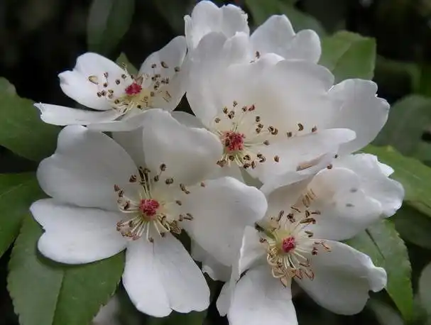 温柔而清冷的女生名字(清冷纯洁荼蘼花)