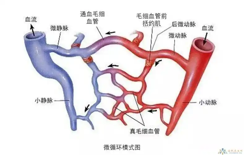 微循环是指微动脉与微静脉之间微血管中的血液循环,是血液与组织细胞