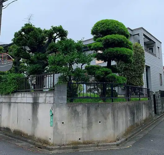 这家的松树好看