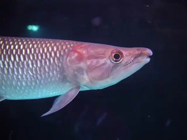 非洲加拉辛----钻石火箭 - 猛鱼学堂 - 龙巅猛鱼