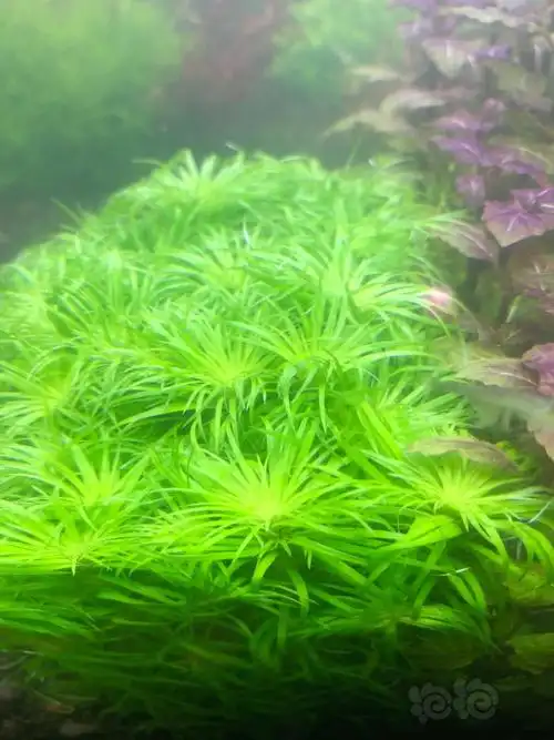 出点阳性草墨西哥大莎草