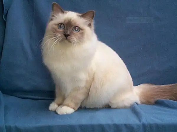 重点色不爱叫的宠物猫品种大全及图片_价格_长春宠物网