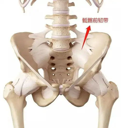 产后屁股痛,很可能是骶髂关节紊乱