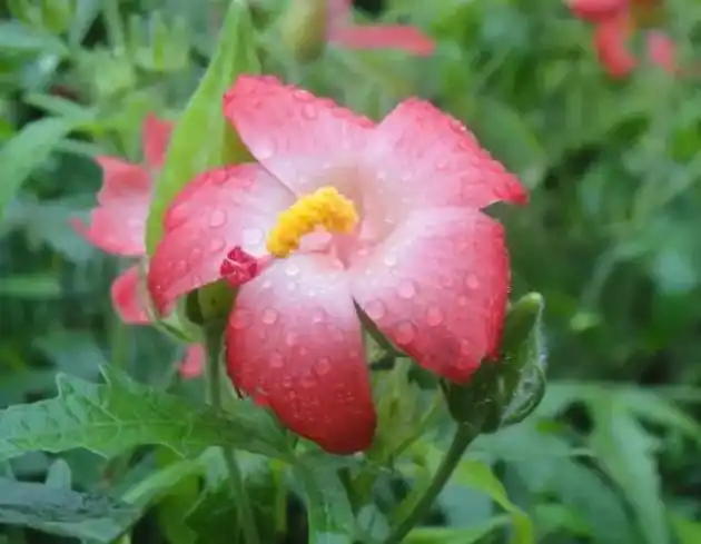 人参花泡水喝的功效是什么