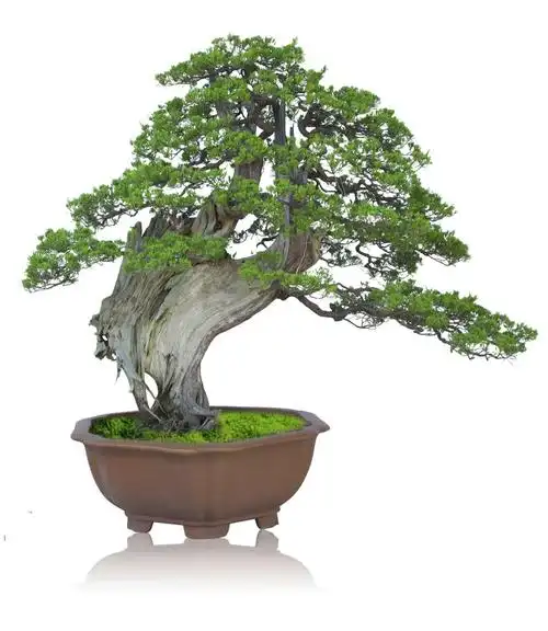 傲骨献春秋(崖柏)