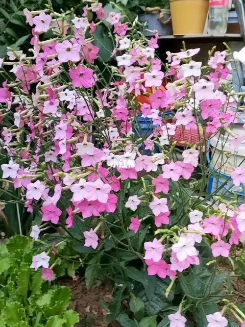 花烟草真的仙气飘飘的