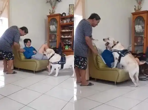 看到哥哥被打35公斤胖拉激动肥臀阻挡网友哥哥被泰山压顶