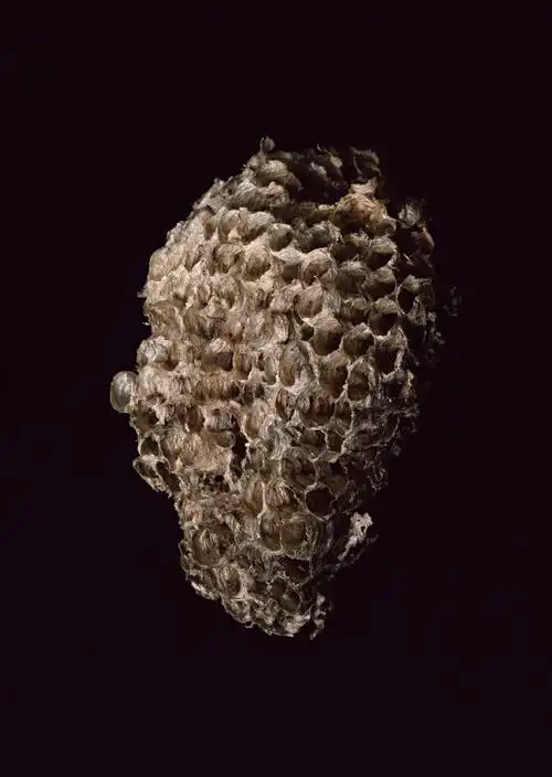 马蜂窝图片其他蜂窝马蜂窝