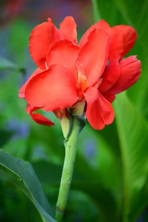 p>红美人蕉是1984年在 a target="_blank" href