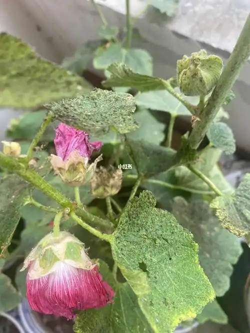 我不知道怎么办了,周围没有养花的朋友,网上也搜不到这样的症状,这