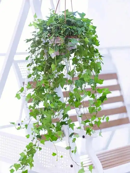 p data-id="gnbv7llgjd">洋常春藤是五加科常春藤属的小型灌木植物.