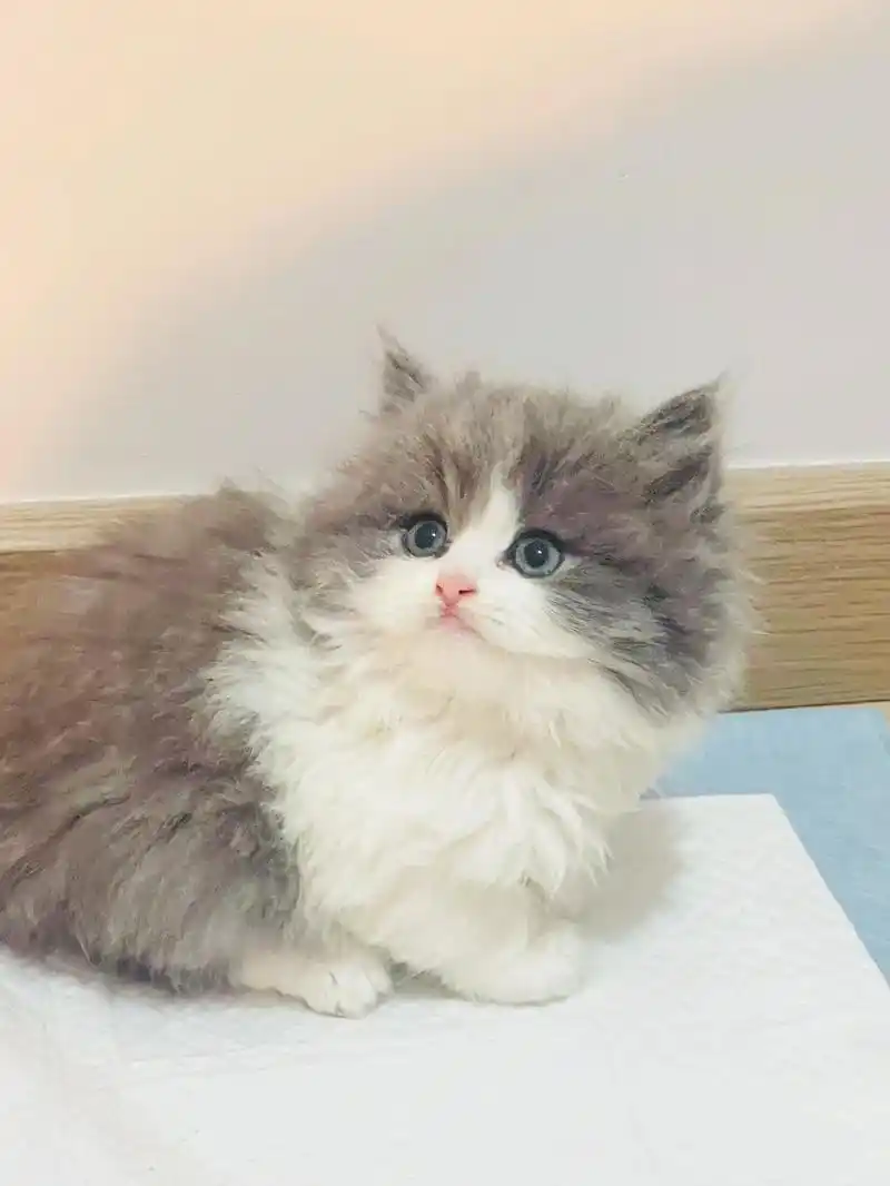 英短高地蓝白弟弟蹲家长啦