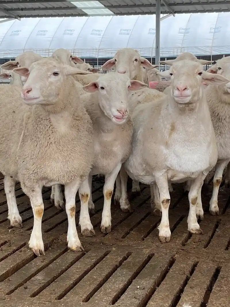 澳洲白绵羊养殖场