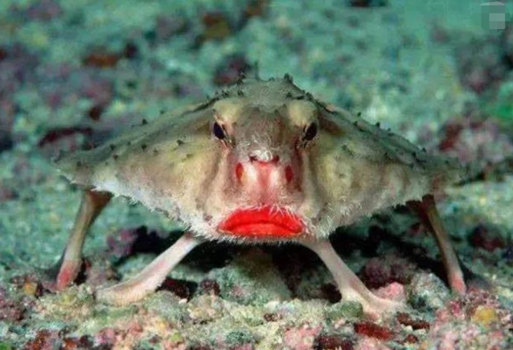 日本漫画大全叶子漫画