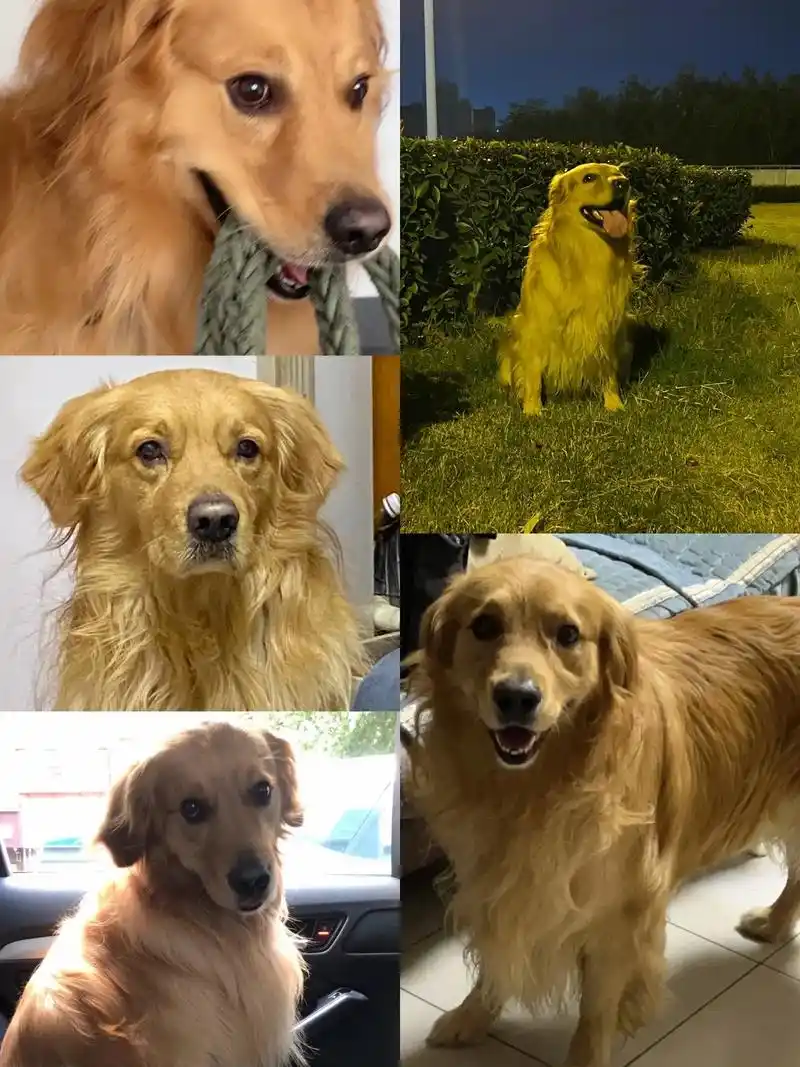 寻狗启示 金毛.#寻狗启示 #金毛 #毛孩子 #寻狗 #焦作 - 抖音