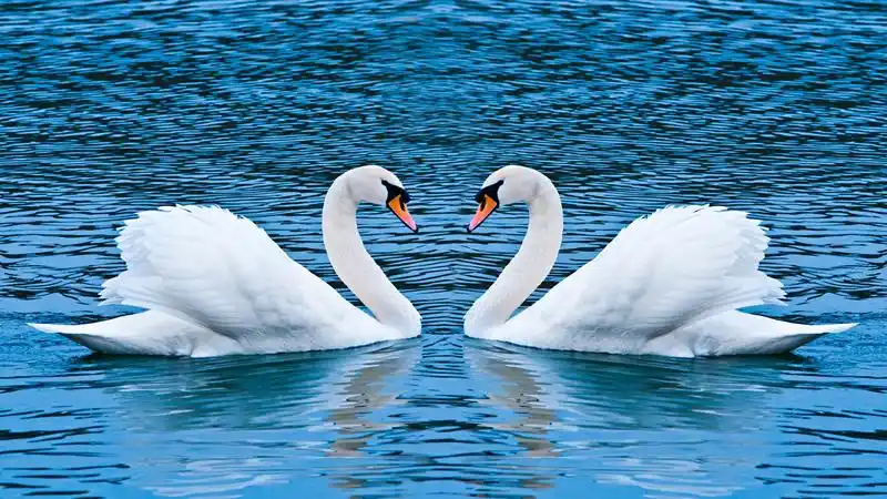 爱心白天鹅动物壁纸_亲密无间的爱