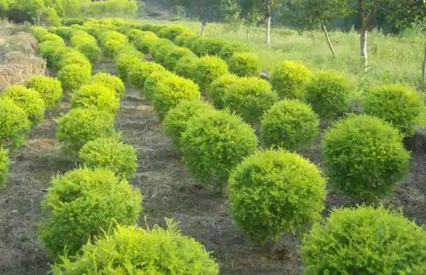 常见的常绿灌木有哪些?(4)