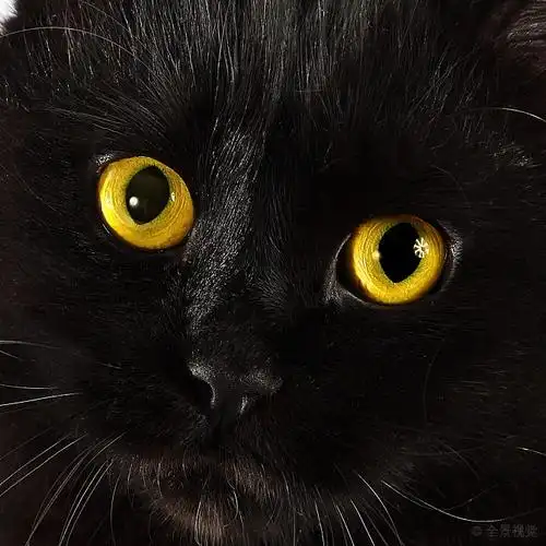 黑猫,看,亮黄色,眼睛_高清图片_全景视觉
