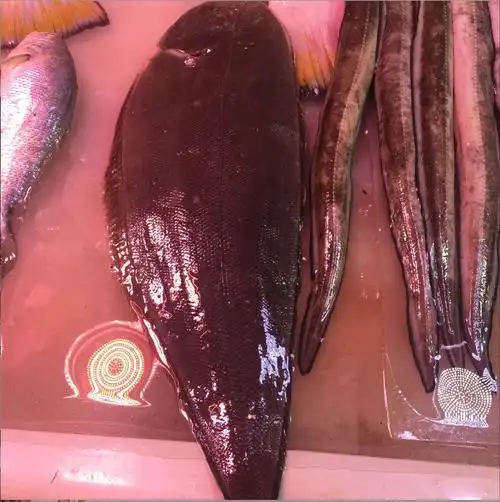 条大踏板鱼板娘鱼称重新鲜速冻舌头鱼2风板龙利鱼宝宝辅食4斤