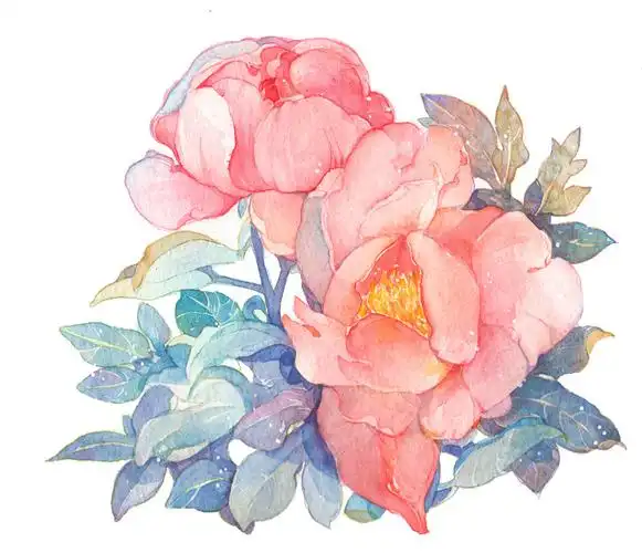 芍药-cause勃勃_水彩,_涂鸦王国插画