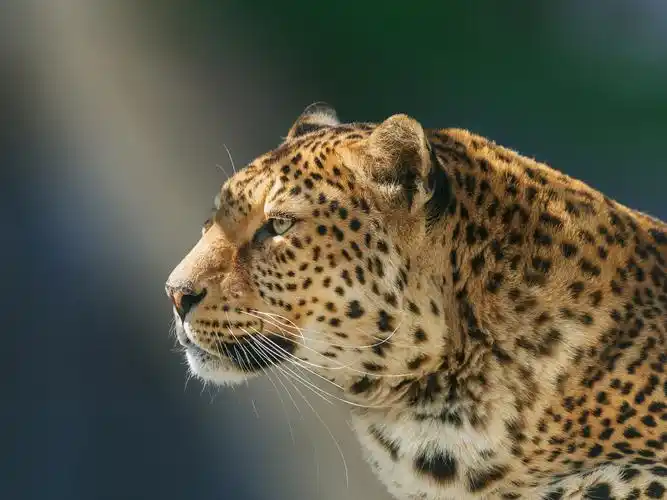 handsome leopard, portrait, face