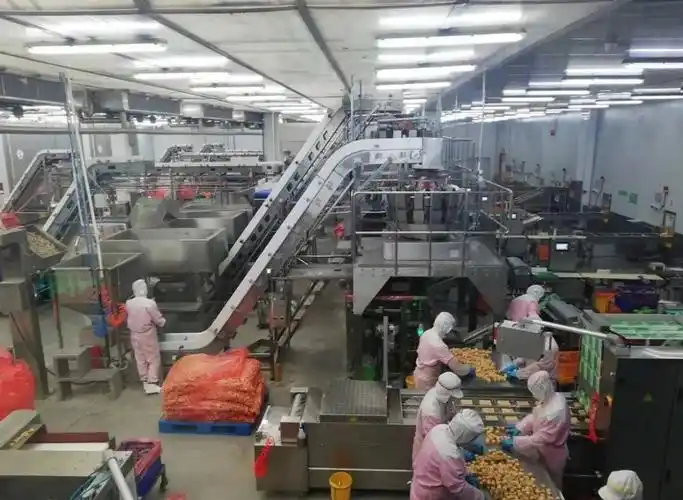 台安县安井食品有限公司车间内,一片繁忙