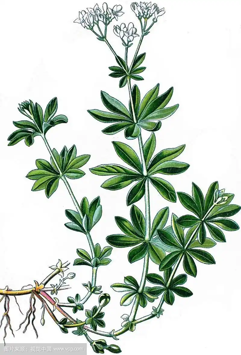 木犀草,一种药用植物,历史的色版画,约1870年