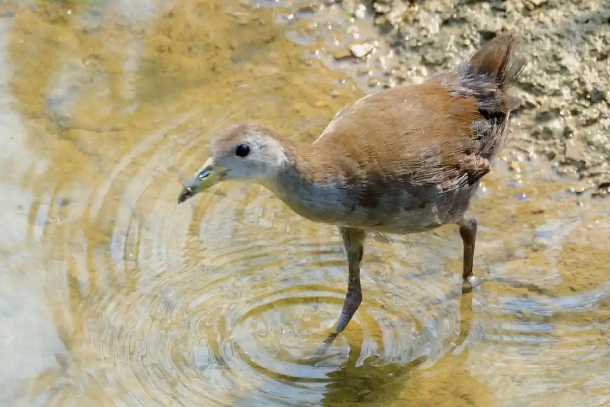 原创摄影 #野生动物摄影 #秧鸡 - 抖音