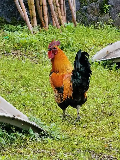 这个无量山乌鸡老公鸡真漂亮