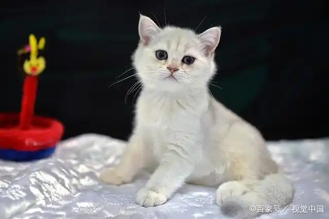 萌猫照片合集四:第五张小巧可爱!