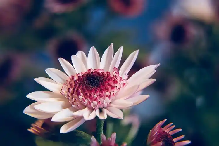 当然单独拍出来的一张照片是无法有这样的景深的.