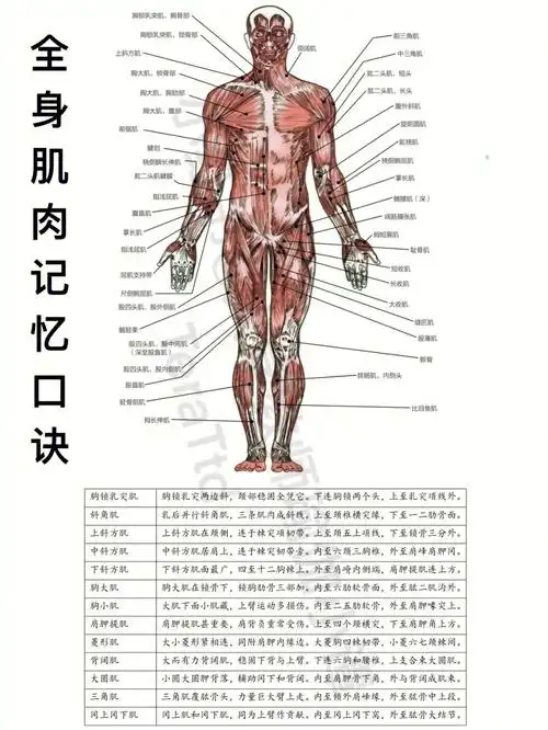 全身肌肉记忆口诀假医学生解剖肌学速记