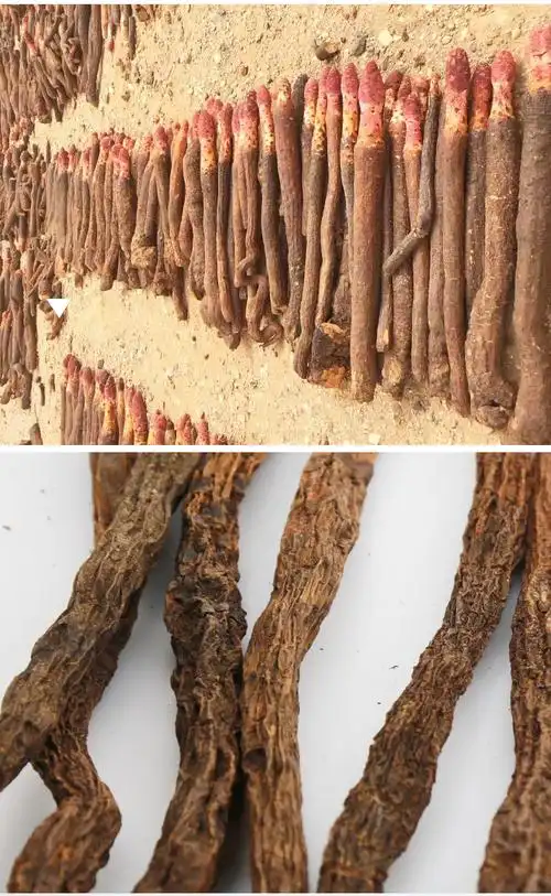 锁阳号_分享各种的功效与作用及食用方法价格等知识