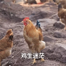 鸡生迷茫_鸡生_迷茫表情