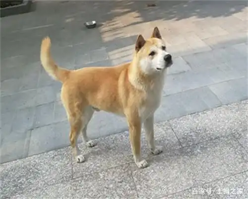 农村里的中华田园犬,黄狗白面金不换,你认可吗?