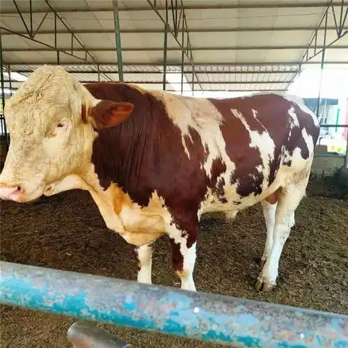 西门塔尔牛 肉牛养殖技术 改良鲁西黄牛犊西门塔尔牛可散养圈养