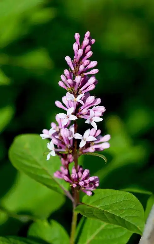 红丁香(木犀科丁香属植物)_尚可名片