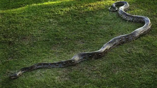 罕见一幕蟒蛇战力有多强实拍9米巨蟒大战老虎场面异常残暴