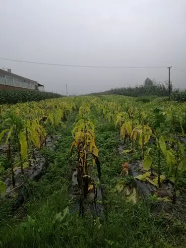 昭阳区部分区域黑胫病暴发流行的原因及防控措施