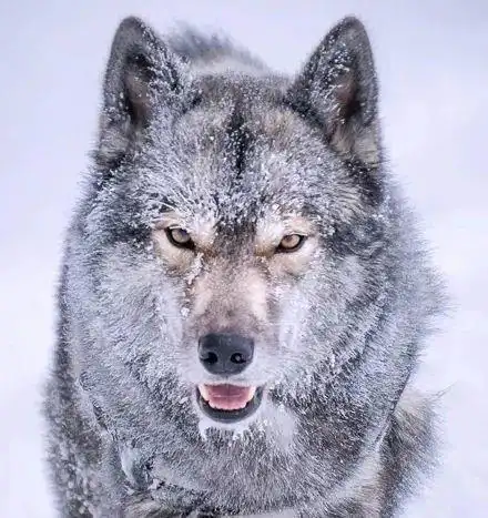 长得和狼99%相似的哈士奇,长得也太酷了吧,颜值也太高了!