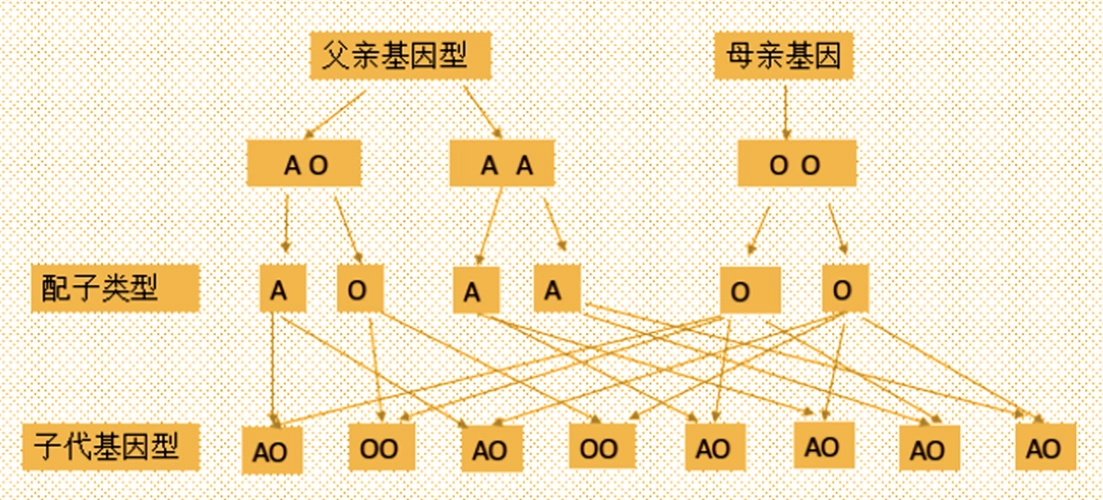 ao,aa,而母亲血型o型只有一种基因型oo,根据 孟德尔遗传规律子代基因