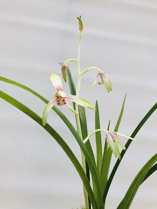 四季建兰花苗日月潭之恋夏带浓香花苞出售室内花卉