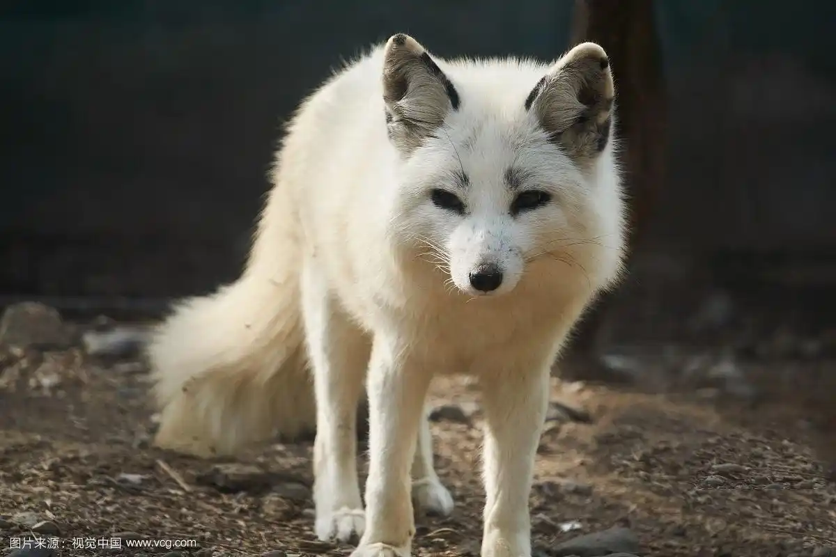 北京动物园白狐